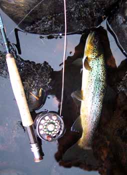 Brown trout (38 cms)